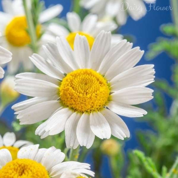 daisy flower meaning