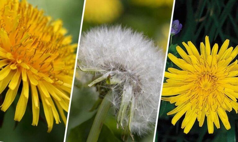 dandelion flower meaning