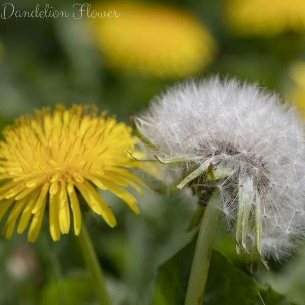 dandelion flower meaning