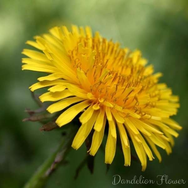 dandelion flower meaning