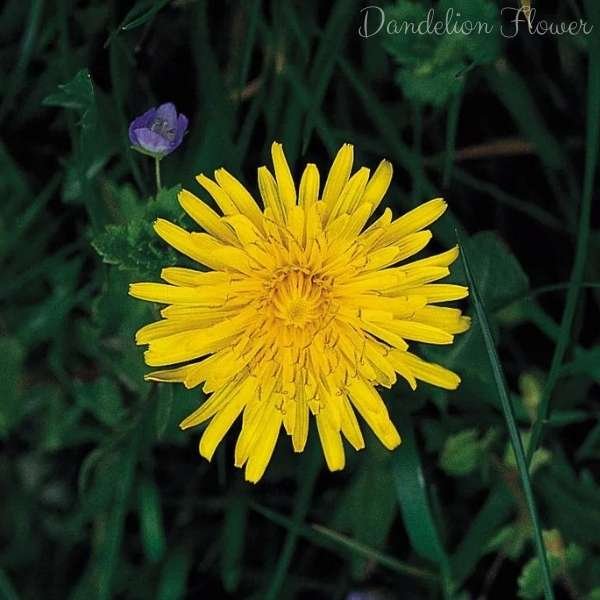 dandelion flower meaning
