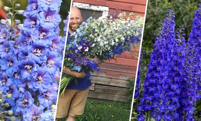 delphinium flower meaning