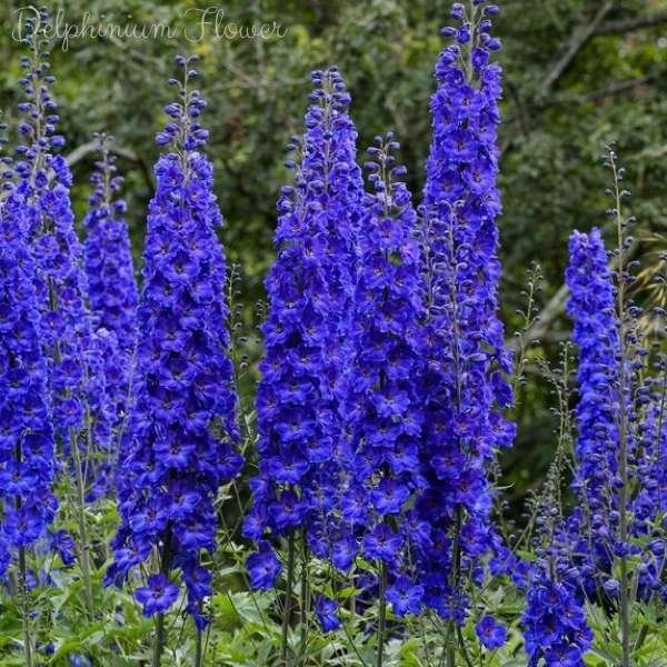 delphinium flower meaning