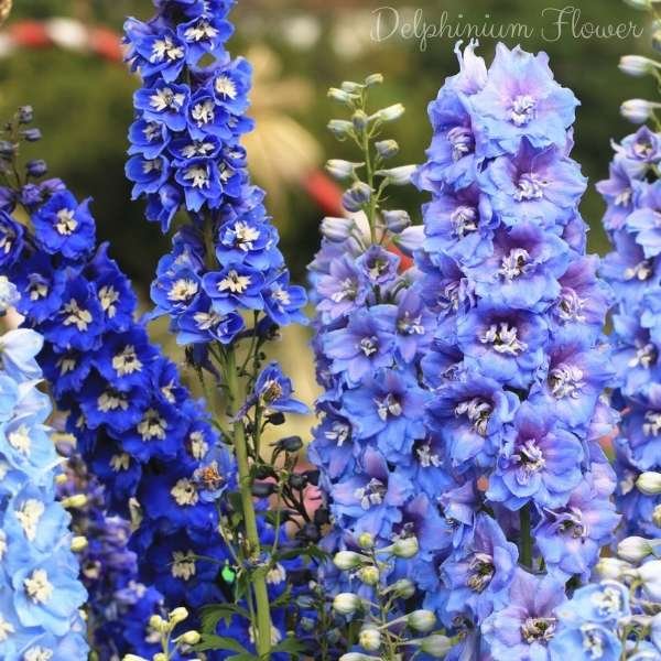 delphinium flower meaning