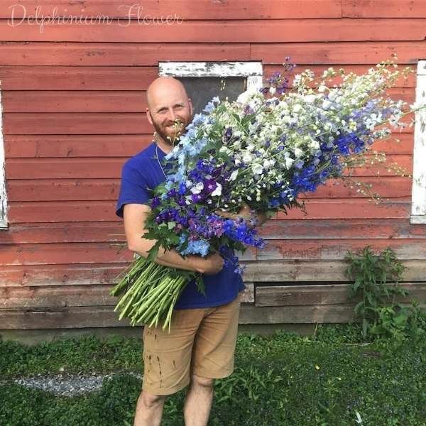 delphinium flower meaning