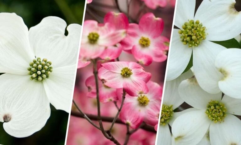 dogwood flower meaning