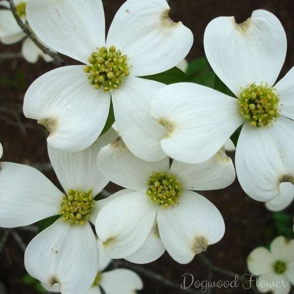 dogwood flower meaning