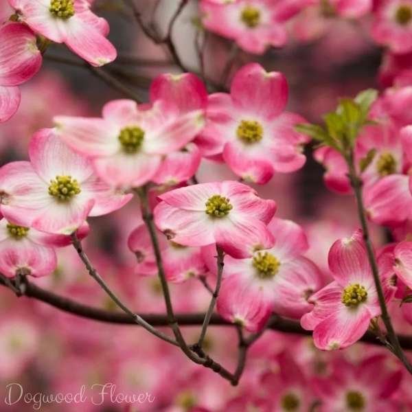 dogwood flower meaning