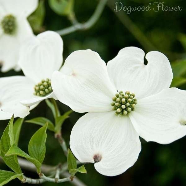 dogwood flower meaning