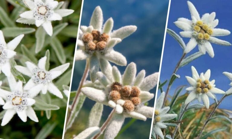 edelweiss flower meaning