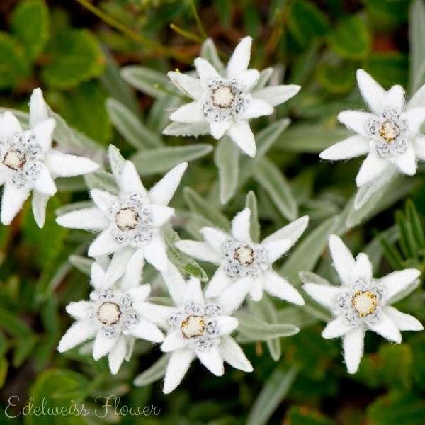 edelweiss flower meaning