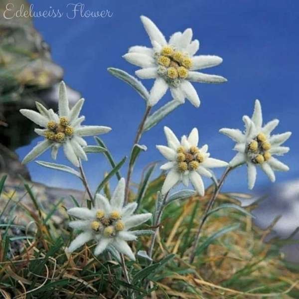 edelweiss flower meaning
