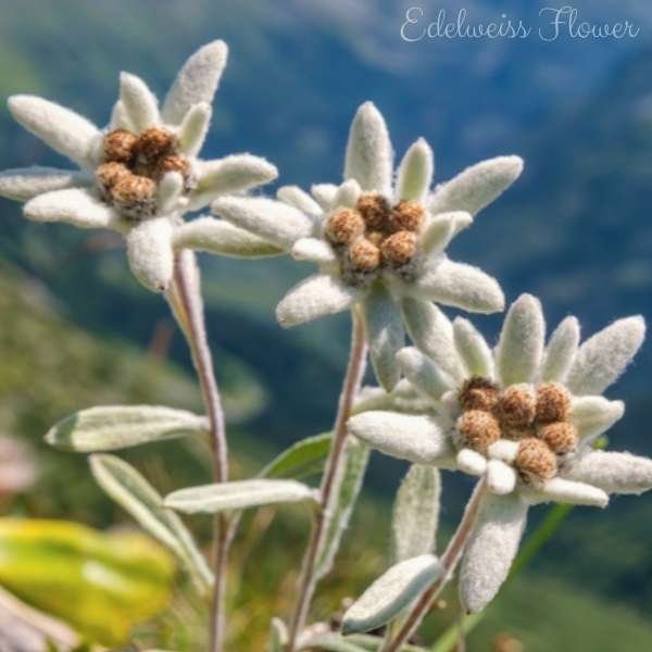 edelweiss flower meaning