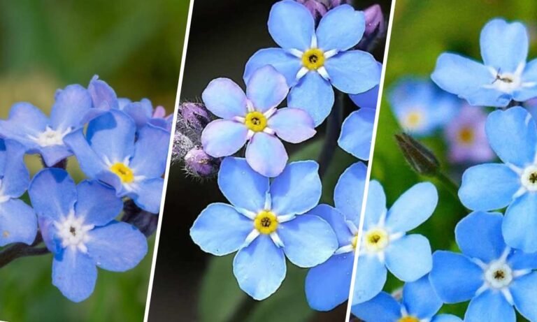 forget me not flower meaning
