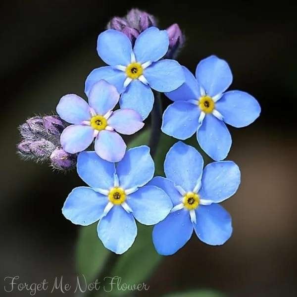 forget me not flower meaning
