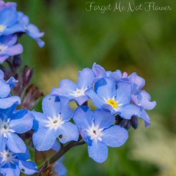 forget me not flower meaning