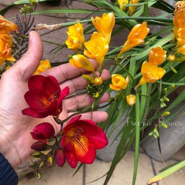 freesia flower meaning