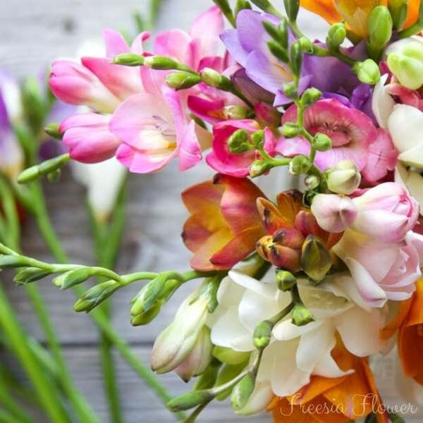 freesia flower meaning