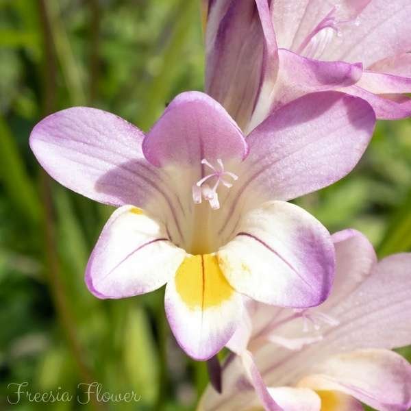 freesia flower meaning