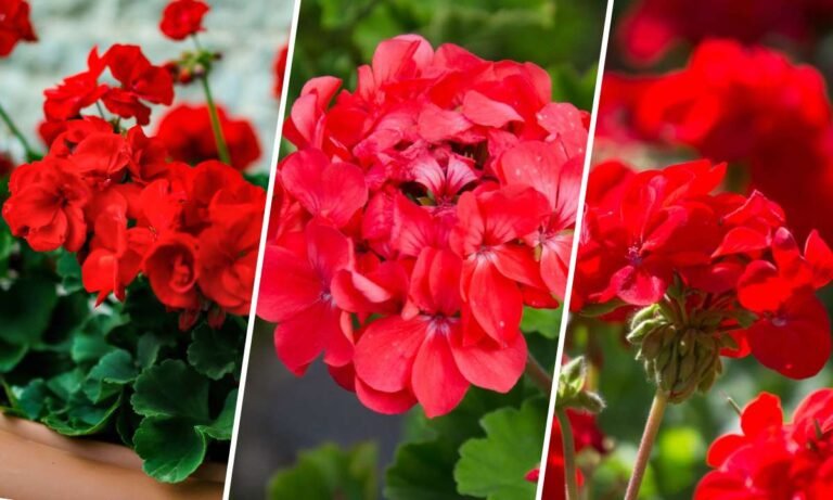 geranium flower meaning