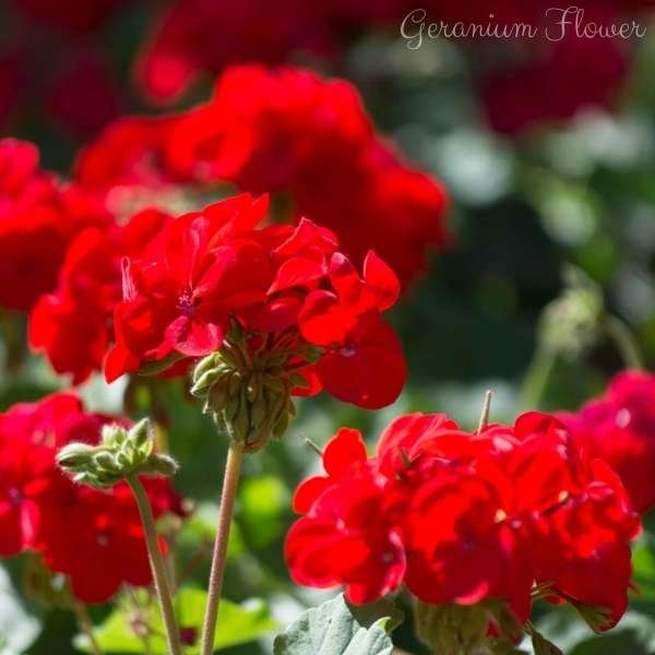 geranium flower meaning