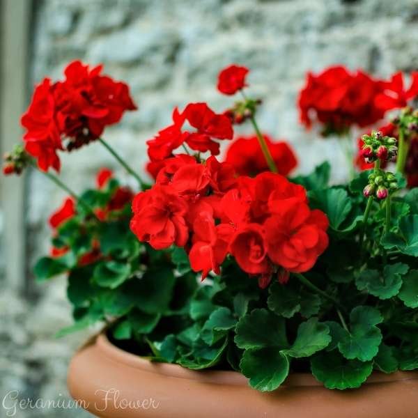 geranium flower meaning