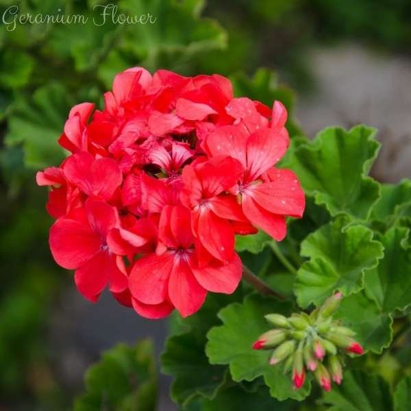 geranium flower meaning