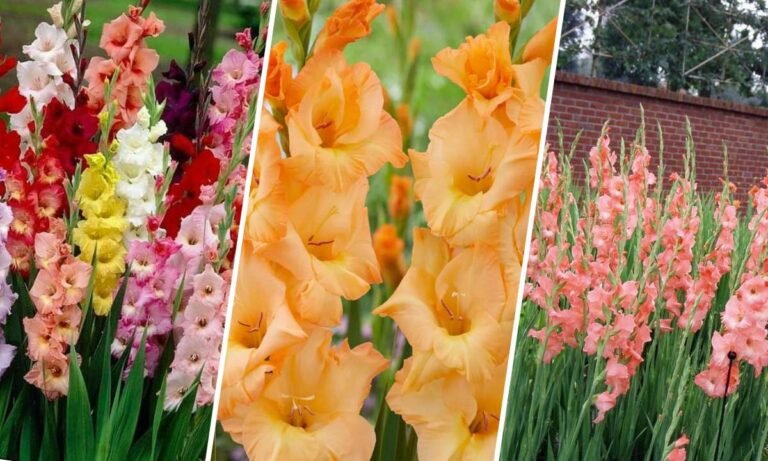 gladiolus flower meaning