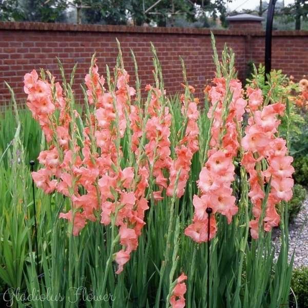 gladiolus flower meaning