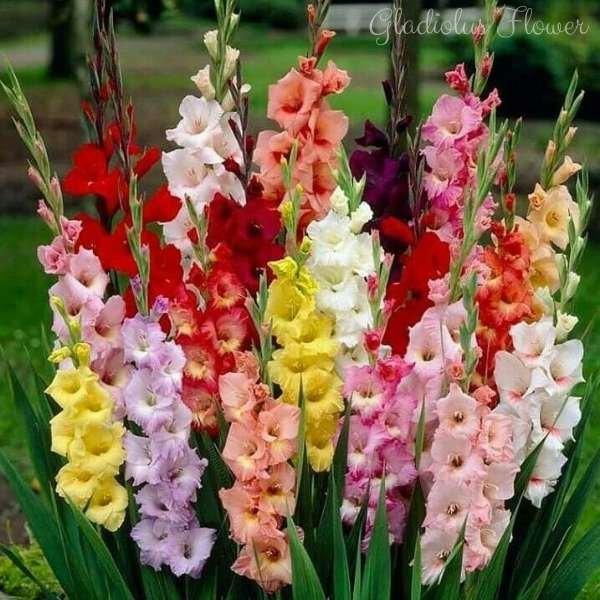 gladiolus flower meaning