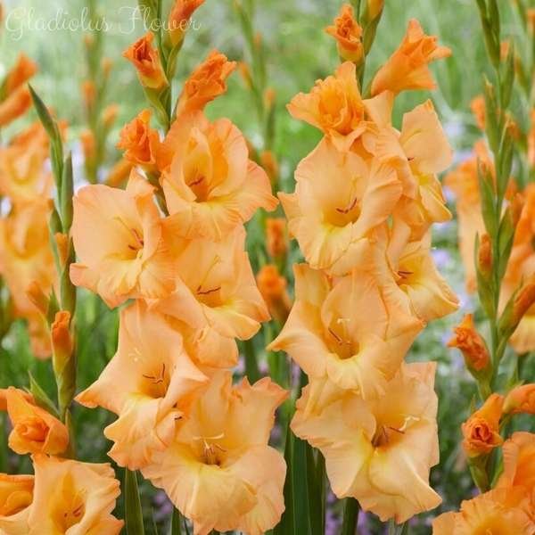 gladiolus flower meaning