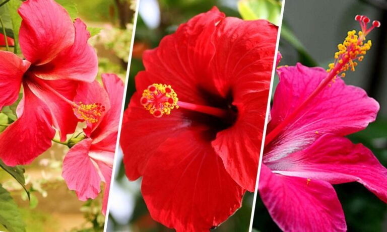 gumamela flower meaning