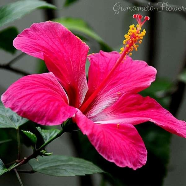 gumamela flower meaning