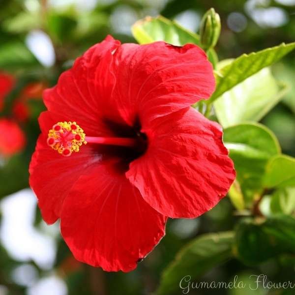 gumamela flower meaning