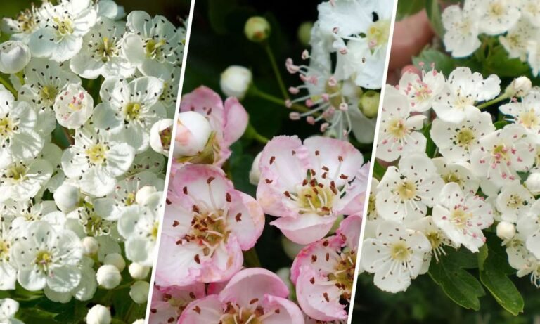 hawthorn flower meaning