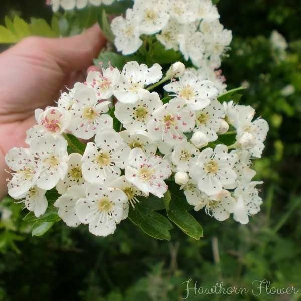 hawthorn flower meaning
