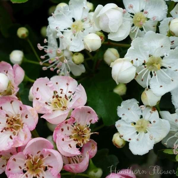 hawthorn flower meaning