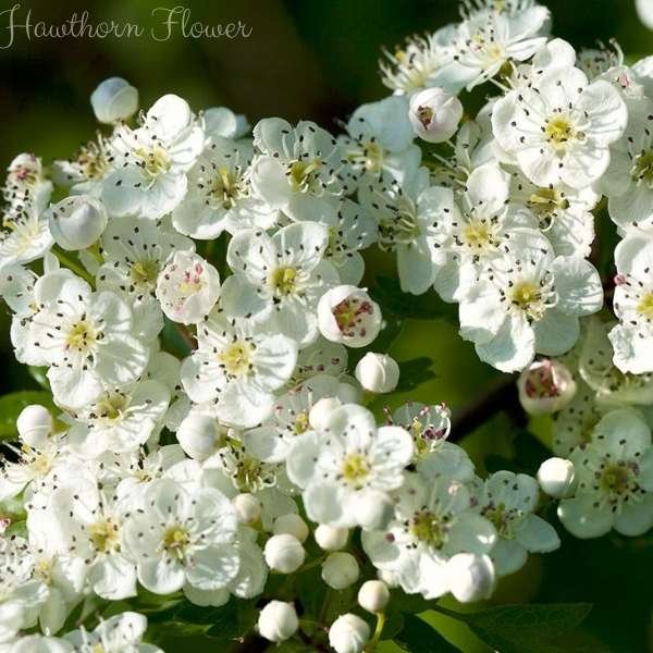 hawthorn flower meaning