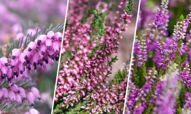 heather flower meaning
