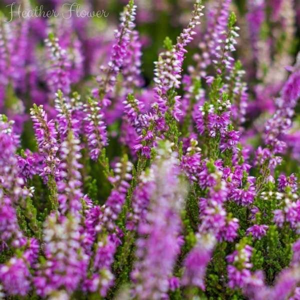 heather flower meaning