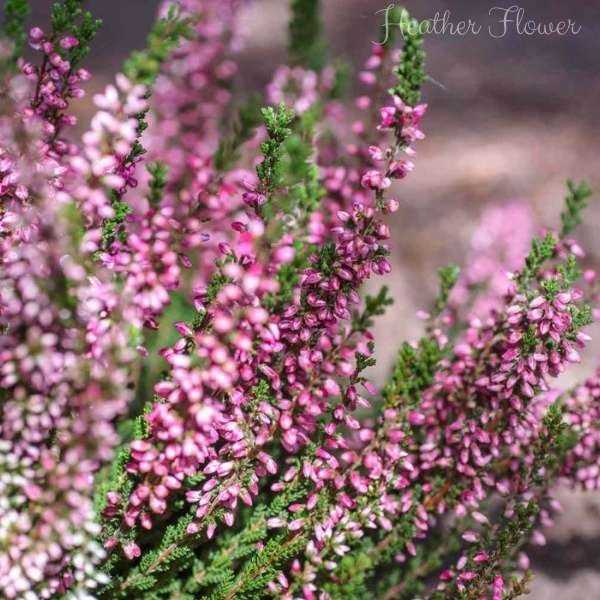 heather flower meaning