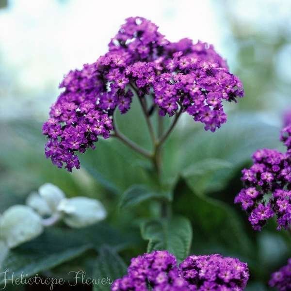 heliotrope flower meaning