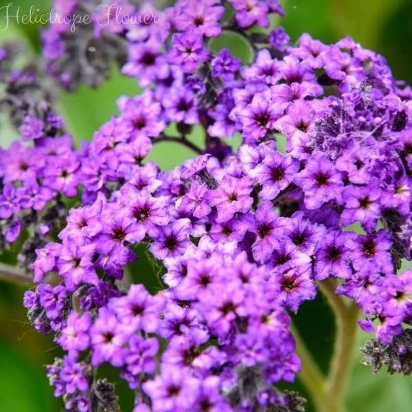 heliotrope flower meaning