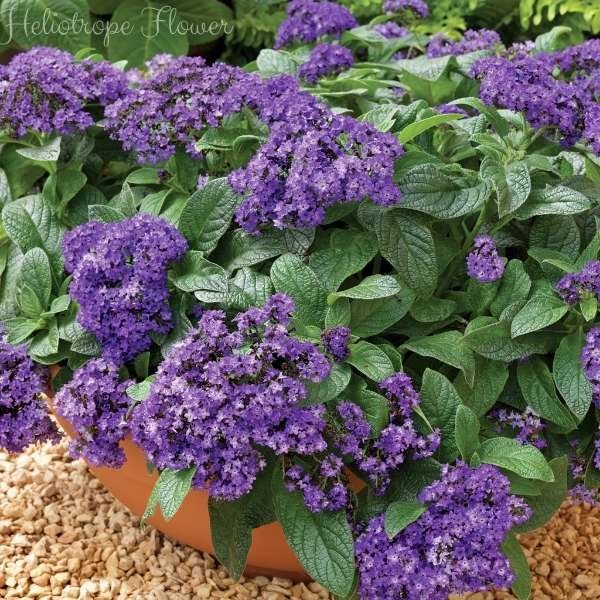 heliotrope flower meaning