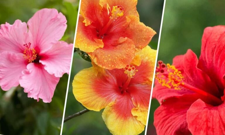 hibiscus flower meaning