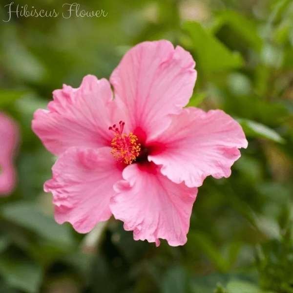 hibiscus flower meaning