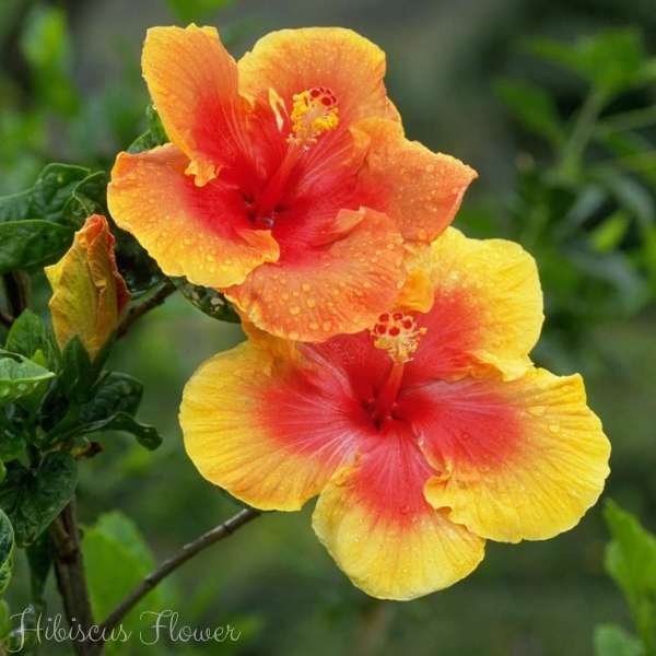 hibiscus flower meaning