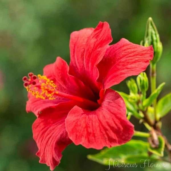hibiscus flower meaning
