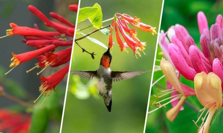 honeysuckle flower meaning