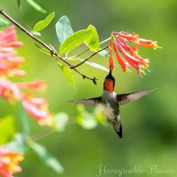 honeysuckle flower meaning